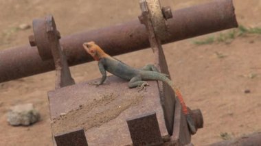 Cape sahilinde turuncu başlı kertenkele, Gana