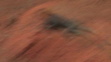 Cape sahilinde turuncu başlı kertenkele, Gana