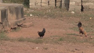 Afrika 'da bir tavuk ve horoz