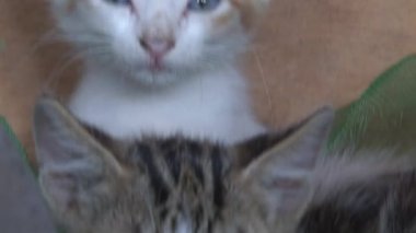 Küçük kedicikler yaklaşın.