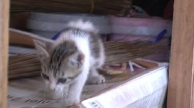 Etrafta gezinen küçük kedi yavrusu