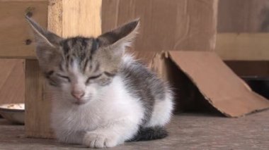 Yerde küçük bir kedi yavrusu