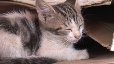 Küçük kedi yavrusu yerde uyuyor.