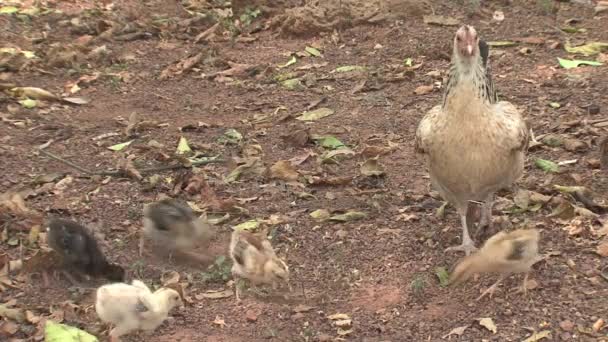 Pequenas Galinhas Gana — Vídeo de Stock