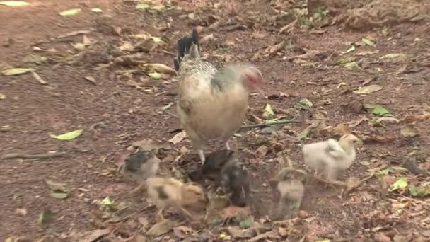 Kleine Hühner Ghana — Stockvideo