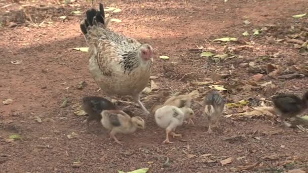 Małe Kurczaki Ghanie — Wideo stockowe