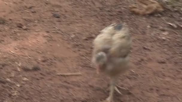 Курица Ищет Еду — стоковое видео