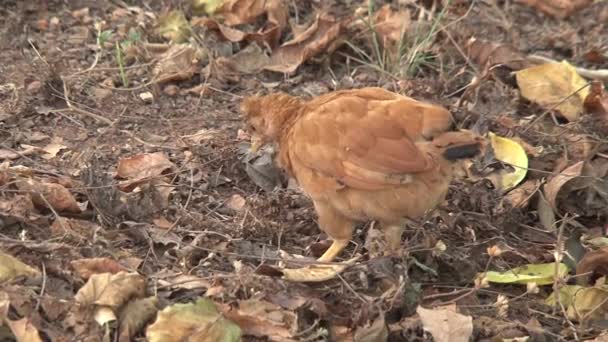 Hühner Auf Nahrungssuche — Stockvideo