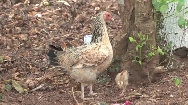 Kleine Hühner Ghana — Stockvideo