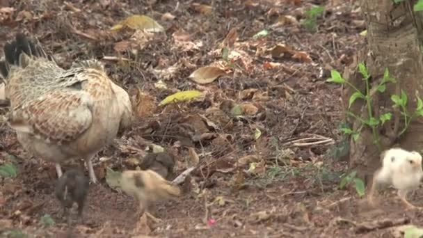 Petits Poulets Ghana — Video