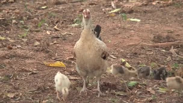 Pequenas Galinhas Gana — Vídeo de Stock