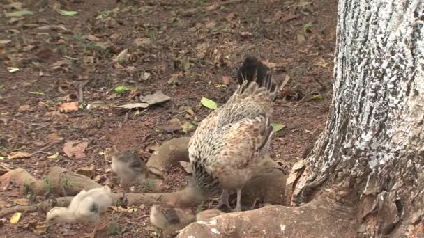 Kleine Hühner Ghana — Stockvideo