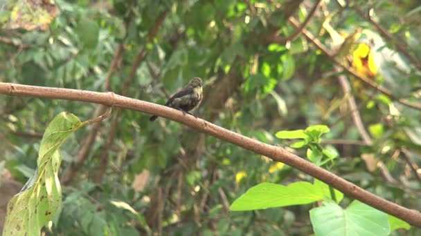 Colibri Ένα Δέντρο — Αρχείο Βίντεο