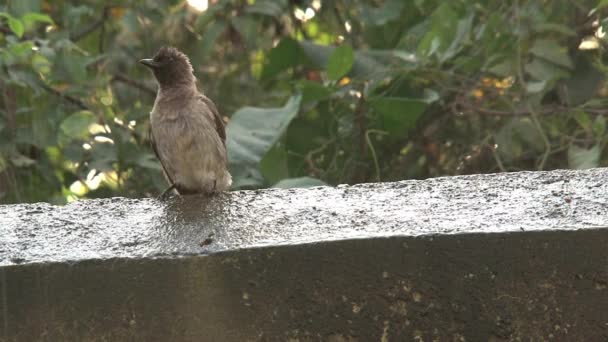 Oiseaux jouant dans l'eau