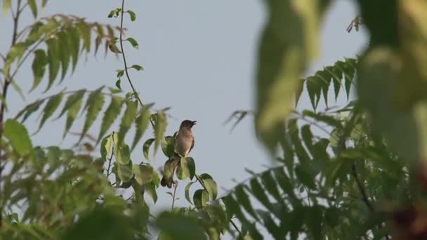 Африканський Птах Відлітає — стокове відео