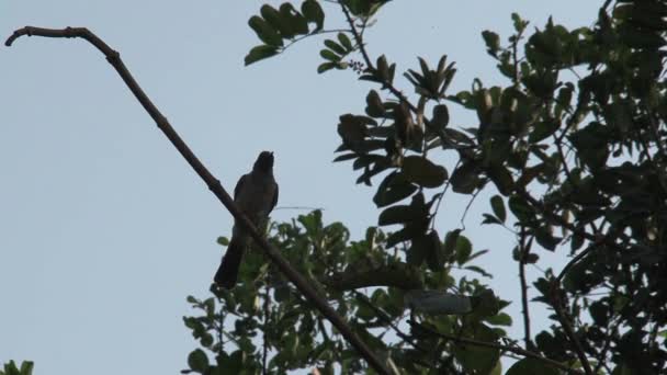 Afrikaanse Vogel Boom — Stockvideo