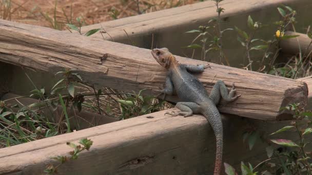 Lagarto Cabeza Anaranjada Cape Coast Ghana — Vídeos de Stock