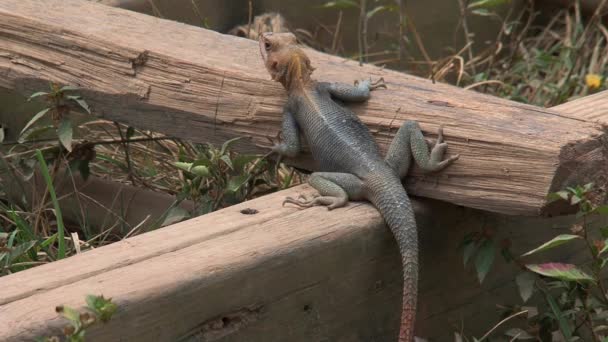 Lézard Tête Orange Sur Côte Cap Ghana — Video