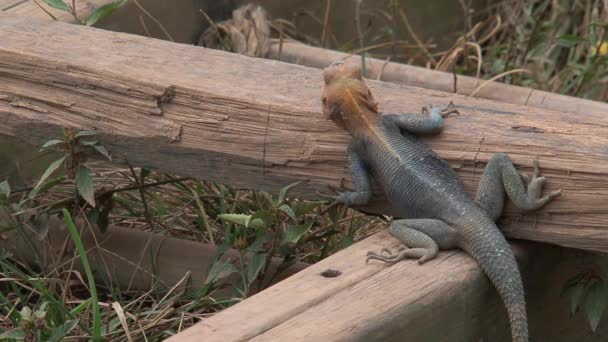 Lézard Tête Orange Sur Côte Cap Ghana — Video