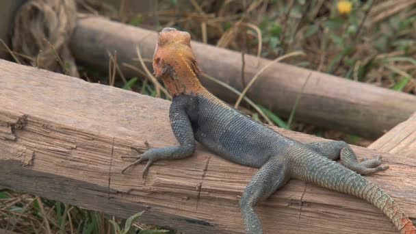 Lagarto Cabeza Anaranjada Cape Coast Ghana — Vídeos de Stock