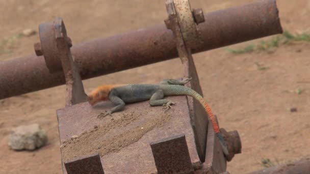 Lagarto Cabeça Laranja Costa Cabo Gana — Vídeo de Stock