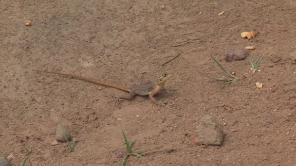 Pequeno Lagarto Comendo Formigas — Vídeo de Stock