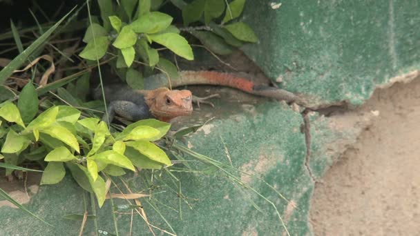 Jaszczurka Pomarańczowogłowa Wybrzeżu Przylądka Ghana — Wideo stockowe