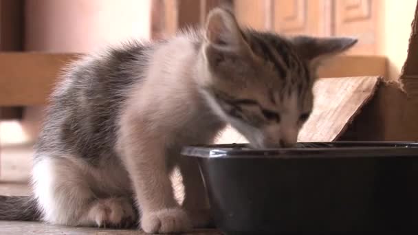 子猫の飲料水 — ストック動画