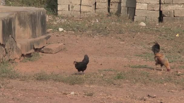 アフリカの鶏とコック — ストック動画