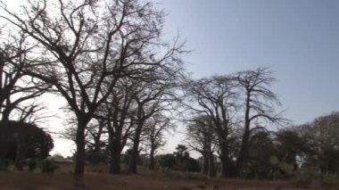 Gambiya 'daki Baobab ağaçlarından Pan
