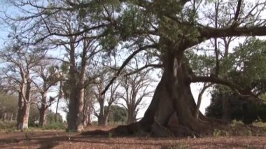 Gambiya 'daki bir Baobab ağacından.