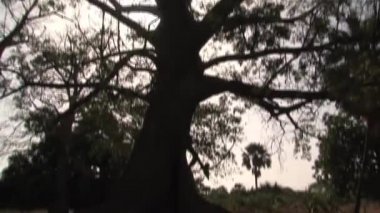 Senegal 'de Baobab ağacı silueti
