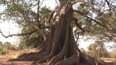 Baobab ağacından eğil