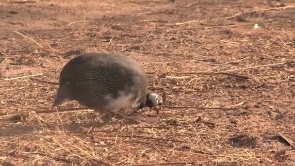 Auerhahn Auf Nahrungssuche — Stockvideo