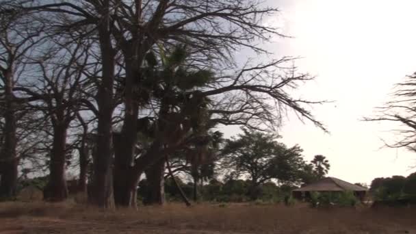 Pan Baobabów Drzew Gambii — Wideo stockowe