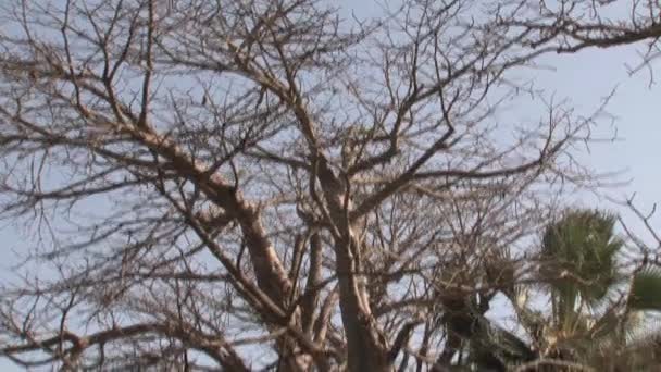 Gambiya Daki Baobab Ağacı Geniş Duvarlarla Boyanmış — Stok video