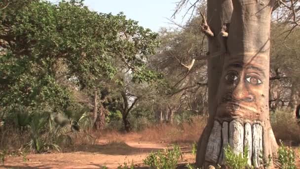 Baobab Drzewo Gambia Malowane Przez Szerokie Otwarte Ściany — Wideo stockowe