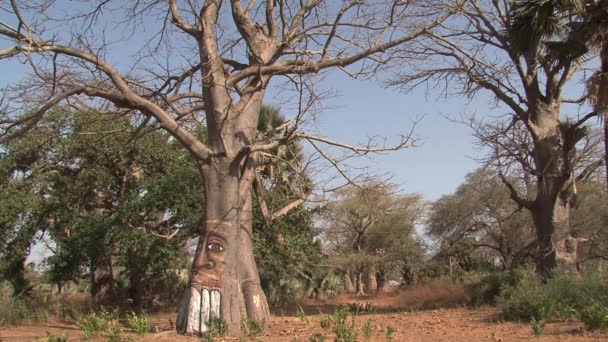 Δέντρο Baobab Στην Γκάμπια Ζωγραφισμένο Από Ορθάνοιχτους Τοίχους — Αρχείο Βίντεο