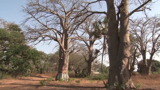 Baobab Träd Gambia Målade Breda Öppna Väggar — Stockvideo