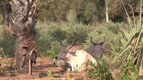 Група Биків Сільськогосподарських Угіддях Гамбії — стокове відео