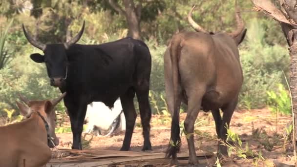 Stierengroep Landbouwgrond Gambia — Stockvideo