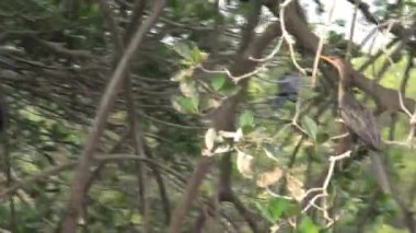 Senegal 'de ağaçtaki kuşlar