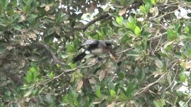 Senegal 'de ağaçtaki kuşlar