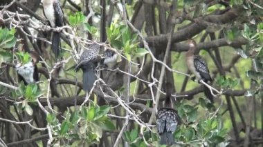 Senegal 'de ağaçtaki kuşlar