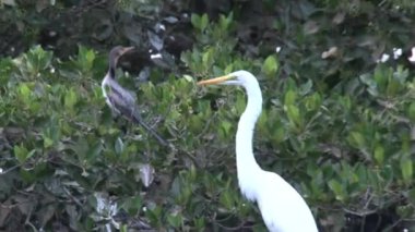 Senegal 'de ağaçtaki kuşlar