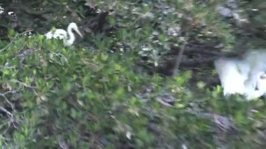 Senegal 'de ağaçtaki kuşlar