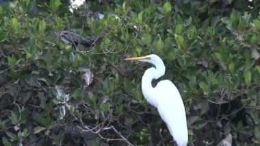 Senegal 'de ağaçtaki kuşlar