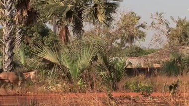 Senegal 'de nakliye için eşek kullanmak.