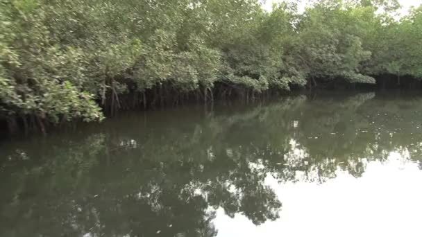 Segeln Durch Die Mangroven Des Senegal — Stockvideo