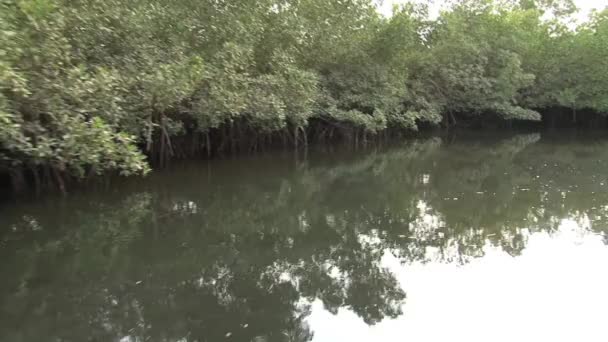Naviguer à travers la mangrove du Sénégal